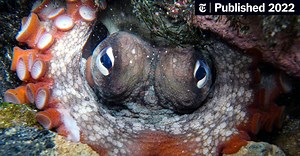 Sometimes This Octopus Is So Mad It Just Wants to Throw Something (Published 2022)