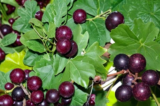 Muscadine Grape 5 Seeds – Vitis Rotundifolia - Etsy
