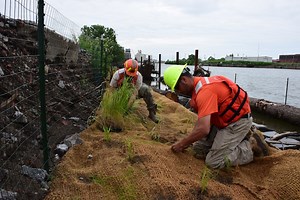 Buffalo native species of sub-aquatic vegetation returning to Buffalo River after over a c