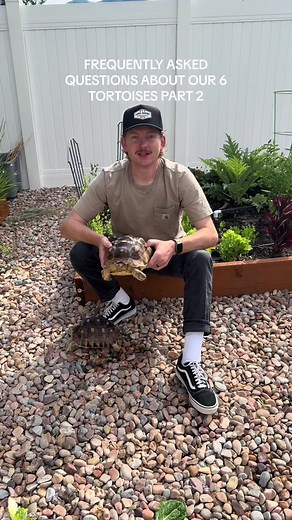 Does anyone know why kyle likes to go to the other side of the yard? #husbandwife #tortoises #tortoisesoftiktok #kyle #widdlebabysteven