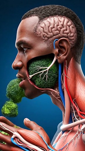 Energy Drink vs Solid Food Digestion | Inside the Human Body Medical Animation. #shorts