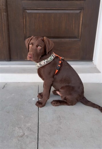 Adorable Chocolate Labrador Puppy Moments
