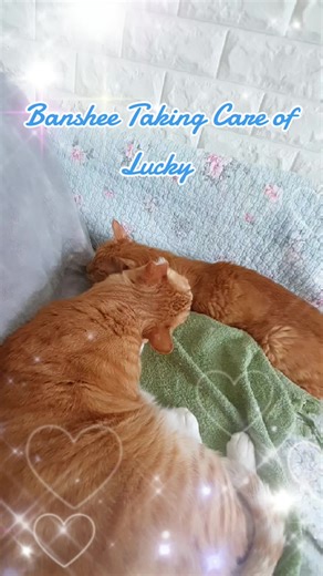 💙 A Beautiful Love 💙 Banshee, our healthy helper, always takes care of our sick kitties. He sonwhow seems to know when he is needed. ❤ Here he is washing super senior Lucky who has HCM, CKD, Hypertension and possibly cancer (CT scan shows mass in trachea). As you can see, Lucky loves this attention. ❤🧡💛💚💙💜❤🧡💛 Lucky and our other seniors need constant medical care, including medicine. Some need surgery. If you would like to support us in our efforts to take the best possible care of our 