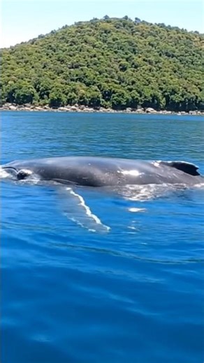 #Whale in the sea #viral #wildanimals #animals #horse #like #machhali #see