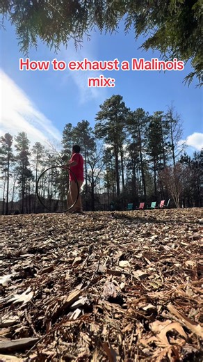 Effective Techniques to Exhaust a Malinois Mix