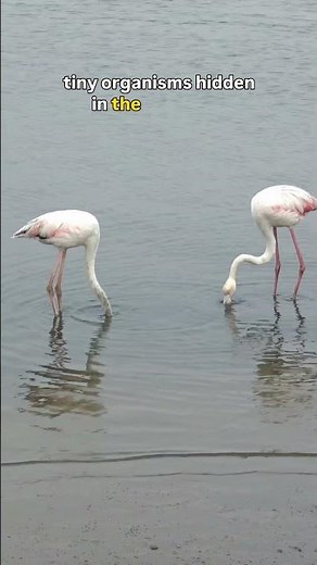 Flamingos Feeding in Walvis Bay | Namibia’s Coastal Wetlands