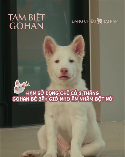 Gohan bé ngày nào còn bé xíu - 60 ngày tuổi đã đi đóng phim điện ảnh, giờ đã trổ mã bảnh tỏn ai cũng mê 🥰 🐶 TẠM BIỆT GOHAN - ĐANG CHIẾU TẠI RẠP 🦴 #tambietgohan #gohan #creatorsearchinsights #tiktokgiaitrihub #phimchieurap
