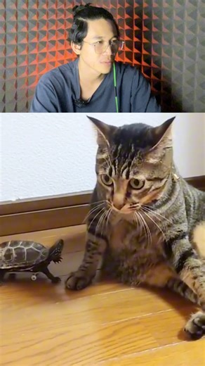 when a cat is scared when it sees a turtle #fyp #horror #sigma #creepy #reels | Al Frayoga