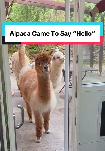 Alpaca Came To Say “Hello” on the Terrace