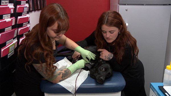 Iowa dogs & cats donate blood to help save other pets’ lives