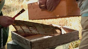 Two beekeepers removing a queen excluder from a bee hive. Beekeeping tools dirty with honey, wax and propolis. Workers help each other.
