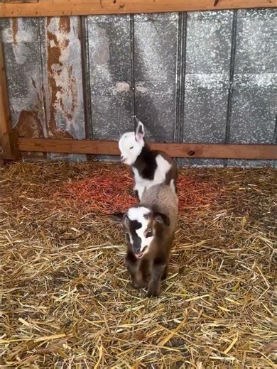 Springtime Sheep Leaps for Joy: A Quirky Animal Tale