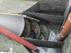 OR-TEC Screw Screen Compactor