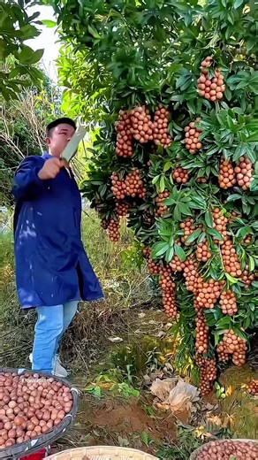 Creative Ways to Use Fruits in Your Diet