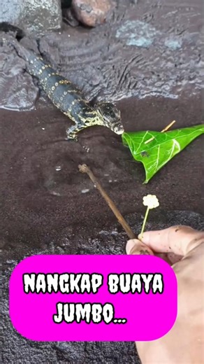 channa limbata,channa limbata kecil....- IKAN CHANNA #shorts #channa #limbata #viral