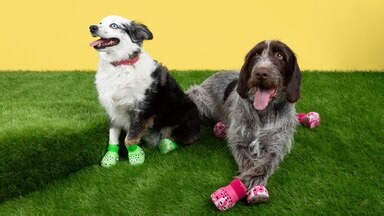 Crocs for dogs exist, and yes, you can get matching ones too