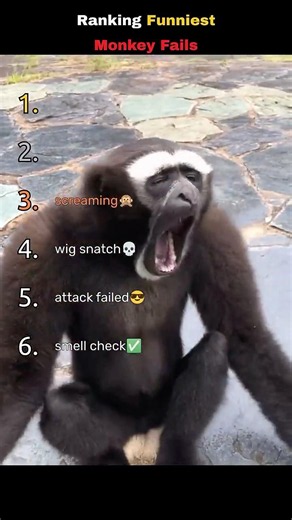 Ranking Funniest Monkey Fails 😂