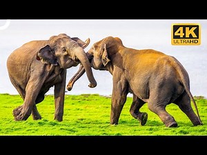 NATURE'S GIANTS: WORLD'S BIGGEST LIVING ANIMALS | Wildlife Documentary | 4K Animal Documentary
