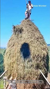 Carga de pacas de heno con increíble destreza agrícola #worker #process #farming #harvest #hay