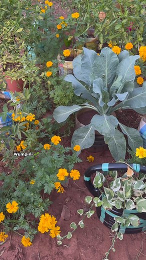 2.7K views · 51 reactions | Planting flowers in your garden, boosts pollinators, improves soil, offers natural pest control, lifts mood, extends the growing season, and increases biodiversity… Normalize planting flowers in your backyard garden ❤️華六‍ #beinspired #diy #garden #flowers #nature #garden #reelsviralシ #reelschallenge #fblifestyle | Fusheini Adams | Facebook