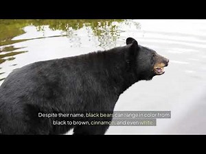 Bear Types, Habitats and Facts
