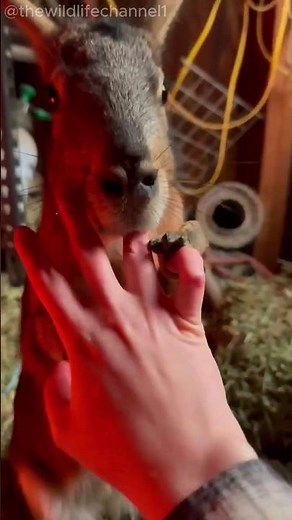 Patagonian Mara -- Nature's Hopping Deer