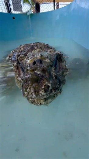 Saving Zion: She was covered in barnacles! 🥺💔 #rescue