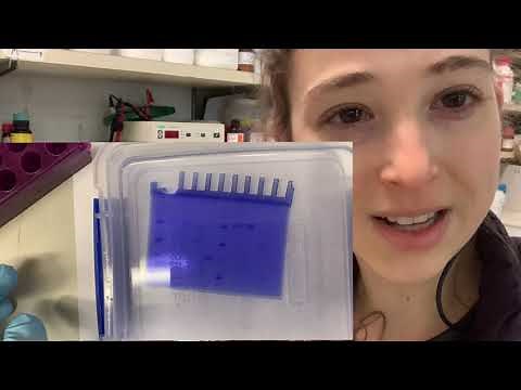 Coomassie Brilliant Blue Dye - the science of SDS-PAGE staining