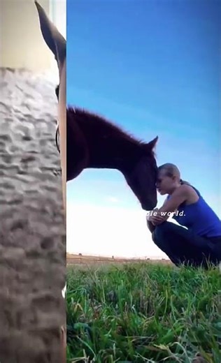 here is an edit of @3_gaited_grace #riding #saddleseat #horse #saddlebred #foryou