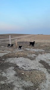 9.1K views · 297 reactions | Another 4 pack out of LED BLACK FROST. They are happy, healthy, thick, and bouncy. | Iowa Kiko Goats | Facebook