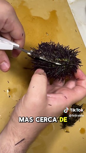 Características del erizo de mar y su importancia ecológica