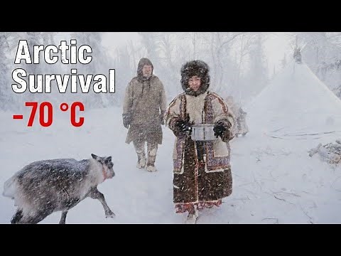 How do nomadic reindeer herders survive in the tundra with impassable snowdrifts during cold weather