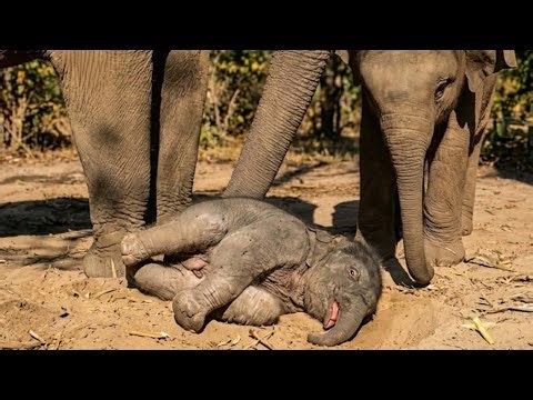 The Heartwarming Moment: A Cute Newborn Baby Elephant Finally Falls Asleep