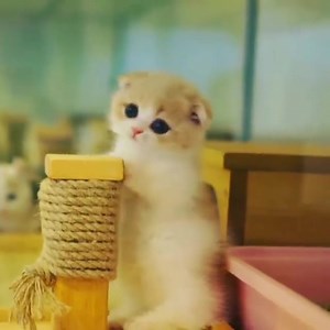 215K views · 8K reactions | Egy kis reggeli kedvcsináló - Cuki cicák!    | Moonbasanails Hungary | Facebook