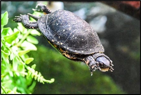 What do turtles eat? Whether in the wild or your home, here's the reptile's diet