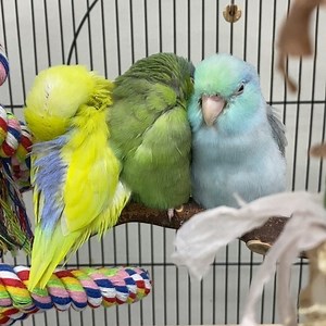 26K views · 1.7K reactions | 殺殺 Baby Parrotlets: Yellow Male, Green Male, Blue/Turquoise Male. #parrotstars #parrots #loveparrot #pocket_birds #parakeet #myparrot #parrotfamily #parrotsofinstagram #parrotlet #parrotworld #bird #birdsofinstagram #birdcare #bird_perfection #birds #birb #birbmemes | Parrot Stars | Facebook