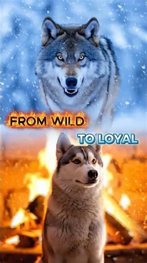 The Untold Story of How Dogs Chose Us