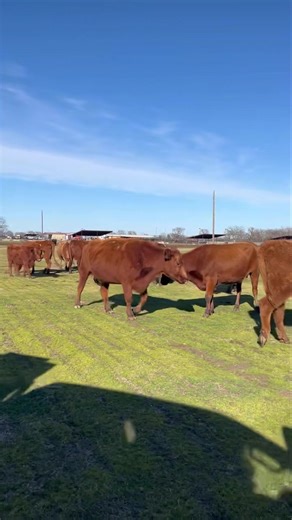 1.4K reactions · 40 shares | Red Angus and Red Angus cross bred cows! Super gentle easy going young 2-6 yr old bred cows and a couple bred heifers. They are current on vaccinations and worming and are guaranteed bred! $1875 ea take all 20 $1975 Red Angus $1775 Red Baldies and cows with a touch of ear! Take any qty!! Qty discounts! Delivery Available Located in Klondike TX (60 miles NE of Dallas TX) (903)453-7466 | Circle D Ranch | Facebook