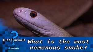 What is the most venomous snake in the world? Here's how it attacks.
