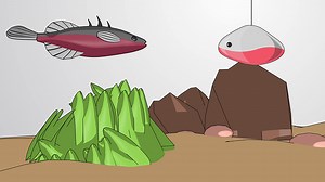 Video: Fixed Action Patterns