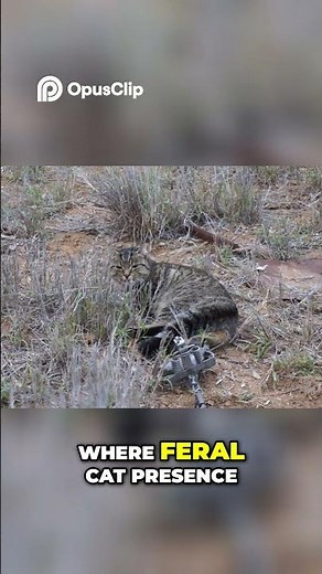 Cage Traps Selective Control of Feral Cats for Farmers