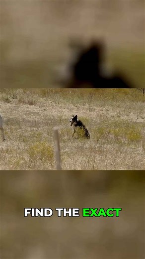 The Border Collie's secret weapon: the 'strong eye'