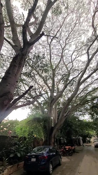 Trees in Mexico: A Natural Exploration