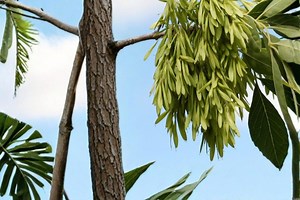 Arizona Ash Tree 30 Seeds – Fraxinus Velutina - Etsy