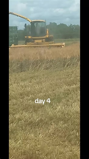 #cows #newhalland #farm #farming #