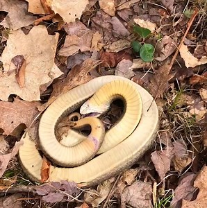 7.9M views · 8.9K reactions | These snake encounters are so shocking  | LADbible | Facebook