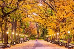 The annual Central Park fall foliage map is officially here, tracking the color-changing schedules of 18,000 trees