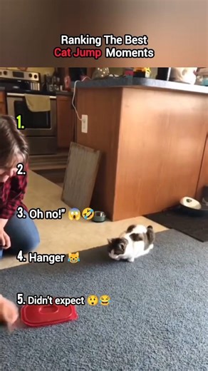 Ranking The Funniest Cat Jump 😪😅