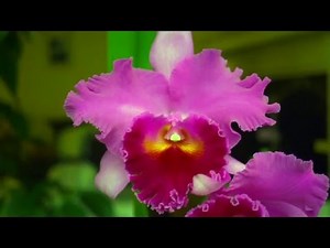 Cattleya Orchid in Bloom: A Time Lapse Video
