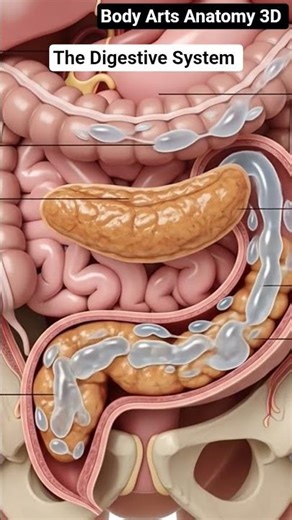 Illustration of the digestive system | Gut Health | Body Arts Anatomy 3D